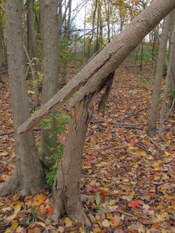 Tdworld Com Sites Tdworld com Files Uploads 2013 06 Img B Infested Ash Trees Tdworld Com Sites Tdworld com Files Uploads 2013 06 Img B Infested Ash Trees