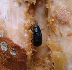 Tdworld Com Sites Tdworld com Files Uploads 2013 06 Female Beatle Tdworld Com Sites Tdworld com Files Uploads 2013 06 Female Beatle