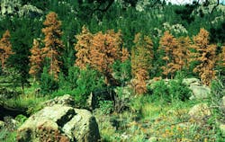 Tdworld Com Sites Tdworld com Files Uploads 2013 06 Imact Pine Trees Beetle Tdworld Com Sites Tdworld com Files Uploads 2013 06 Imact Pine Trees Beetle