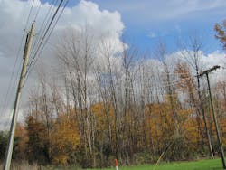 Tdworld Com Sites Tdworld com Files Uploads 2013 06 Img A Ash Trees Tdworld Com Sites Tdworld com Files Uploads 2013 06 Img A Ash Trees