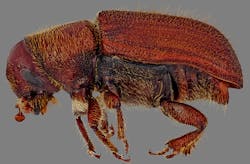 Tdworld Com Sites Tdworld com Files Uploads 2013 06 Mountain Pine Beetle 5478685 Lgpt Tdworld Com Sites Tdworld com Files Uploads 2013 06 Mountain Pine Beetle 5478685 Lgpt