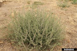 Tdworld Com Sites Tdworld com Files Uploads 2014 02 Weed Wise Russian Thistle Eric Coombs