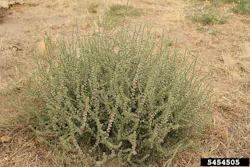 Tdworld Com Sites Tdworld com Files Uploads 2014 02 Weed Wise Russian Thistle Eric Coombs