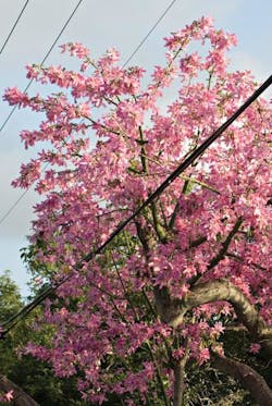 Tdworld Com Sites Tdworld com Files Uploads 2014 04 Florida172s Tdworld Com Sites Tdworld com Files Uploads 2014 04 Florida172s