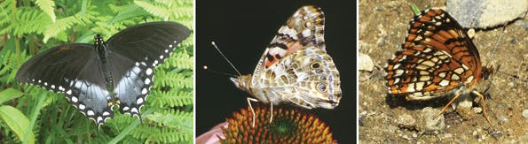 Tdworld Com Sites Tdworld com Files Uploads Butterflygroup