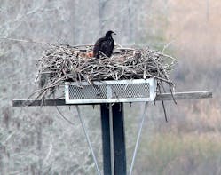 Tdworld Com Sites Tdworld com Files Uploads 2014 09 Baby Eaglein Nest
