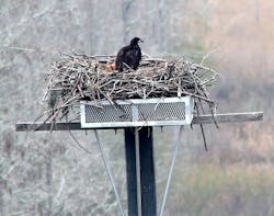 Tdworld Com Sites Tdworld com Files Uploads 2014 09 Baby Eaglein Nest Tdworld Com Sites Tdworld com Files Uploads 2014 09 Baby Eaglein Nest