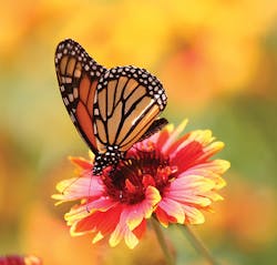 Tdworld Com Sites Tdworld com Files Uploads 2015 03 Monarch Tdworld Com Sites Tdworld com Files Uploads 2015 03 Monarch