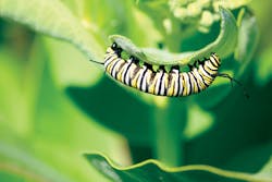 Tdworld Com Sites Tdworld com Files Uploads 2016 05 20 Catonmilkweedweb Tdworld Com Sites Tdworld com Files Uploads 2016 05 20 Catonmilkweedweb