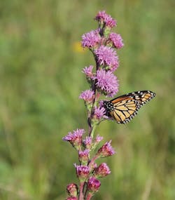 Tdworld Com Sites Tdworld com Files Uploads 2016 05 20 Monarchweb Tdworld Com Sites Tdworld com Files Uploads 2016 05 20 Monarchweb