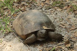 Tdworld Com Sites Tdworld com Files Uploads 2016 07 26 Gopher Tortoisefinal