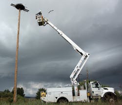 Www Tdworld Com Sites Tdworld com Files Bird Photo3 Final Www Tdworld Com Sites Tdworld com Files Bird Photo3 Final