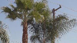 Www Tdworld Com Sites Tdworld com Files Uaa 42 Problem Palms Final Www Tdworld Com Sites Tdworld com Files Uaa 42 Problem Palms Final