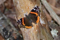 Www Tdworld Com Sites Tdworld com Files Uaa 44 Fig1 Red Admiral Final Www Tdworld Com Sites Tdworld com Files Uaa 44 Fig1 Red Admiral Final