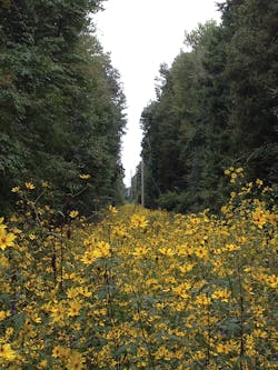 Www Tdworld Com Sites Tdworld com Files Uaa 44 Fig7 Flowers Final Www Tdworld Com Sites Tdworld com Files Uaa 44 Fig7 Flowers Final