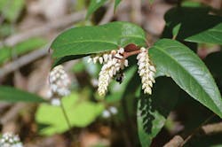 Www Tdworld Com Sites Tdworld com Files Uaa 44 Mountain Doghobble Final Www Tdworld Com Sites Tdworld com Files Uaa 44 Mountain Doghobble Final