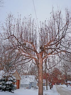 Www Tdworld Com Sites Tdworld com Files Tgr 807 Untreated Regrowth Final Www Tdworld Com Sites Tdworld com Files Tgr 807 Untreated Regrowth Final