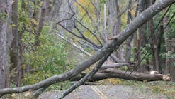 Ahead of the Storm: CL&amp;P&rsquo;s Vegetation Management Plan, post Hurricane Sandy