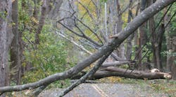 Ahead of the Storm: CL&amp;P&rsquo;s Vegetation Management Plan, post Hurricane Sandy