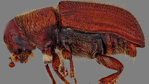 Impact of the Mountain Pine Beetle to BC Hydro