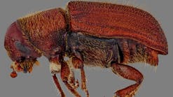 Impact of the Mountain Pine Beetle to BC Hydro