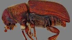 Impact of the Mountain Pine Beetle to BC Hydro