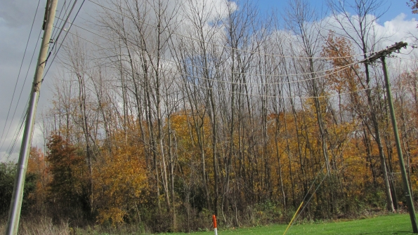 Ash Trees Under Siege