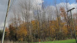 Ash Trees Under Siege Ash Trees Under Siege