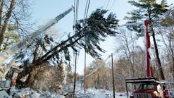 Vegetation management personnel remove a damaged tree from overhead lines.