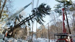 Vegetation management personnel remove a damaged tree from overhead lines.