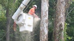 Asplundh works on clearing tall sycamore trees.