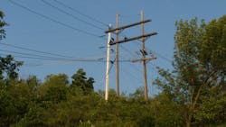 Penelec vegetation Penelec vegetation