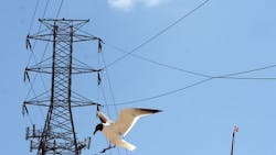 Snapped power lines Snapped power lines