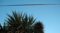 Tree near power line Tree near power line