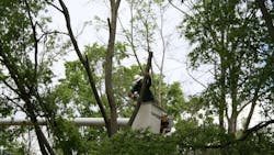 Tree trimmking Tree trimmking