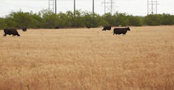 CAVM9VEGM051_TDW_Content_Sponsorship_NEW_grazing_image_1540x8001MB.jpg CAVM9VEGM051_TDW_Content_Sponsorship_NEW_grazing_image_1540x8001MB.jpg
