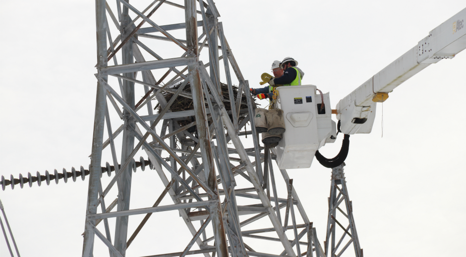 Met-Ed workers remove osprey nest from substation