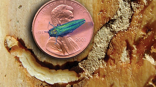 AEP emerald ash borer