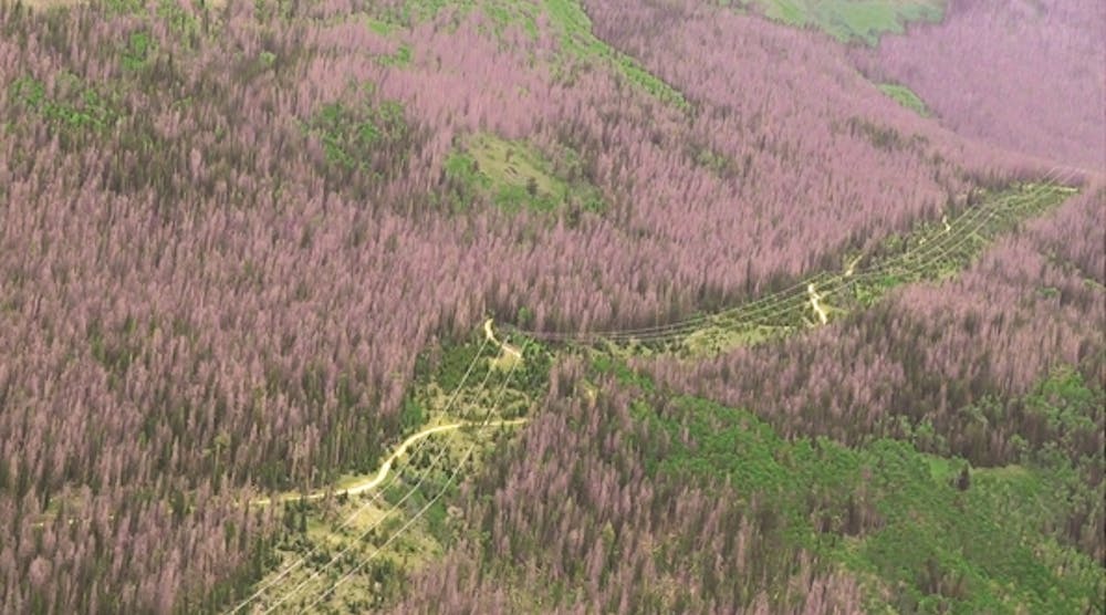 In the Colorado Rocky Mountains, heavily impacted beetle-killed forest surrounds an Xcel Energy transmission corridor.