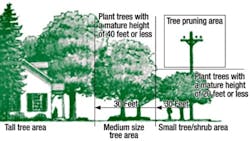 Tree information Tree information