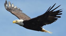 Tdworld 2179 Eagle