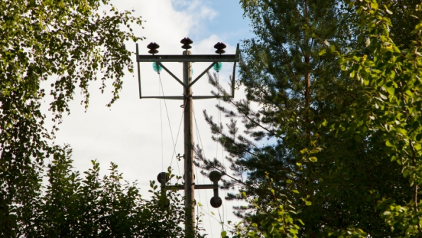 trees over powerline