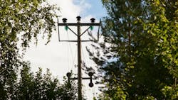 trees over powerline trees over powerline