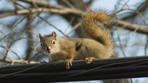 squirrel on powerline
