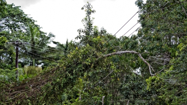 https://img.tdworld.com/files/base/ebm/tdworld/image/2019/03/tdworld_2407_treeoverpowerlines2.png?auto=format%2Ccompress&w=320