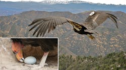 California condors, which can fly as high as 15,000 ft, have gone from only 22 and near extinction in 1987 to now numbering 437 in the wild and captivity. California condors lay only one egg per year, the lowest reproductive rate of any bird species. Photos courtesy of Southern California Edison and the U.S. Fish &amp; Wildlife Service.
