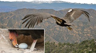 California condors, which can fly as high as 15,000 ft, have gone from only 22 and near extinction in 1987 to now numbering 437 in the wild and captivity. California condors lay only one egg per year, the lowest reproductive rate of any bird species. Photos courtesy of Southern California Edison and the U.S. Fish &amp; Wildlife Service.