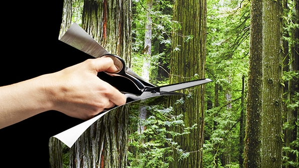 San Diego Gas Electric vegetation management