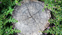 tree rings tree rings