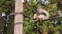 Tdworld 2604 Squirrel